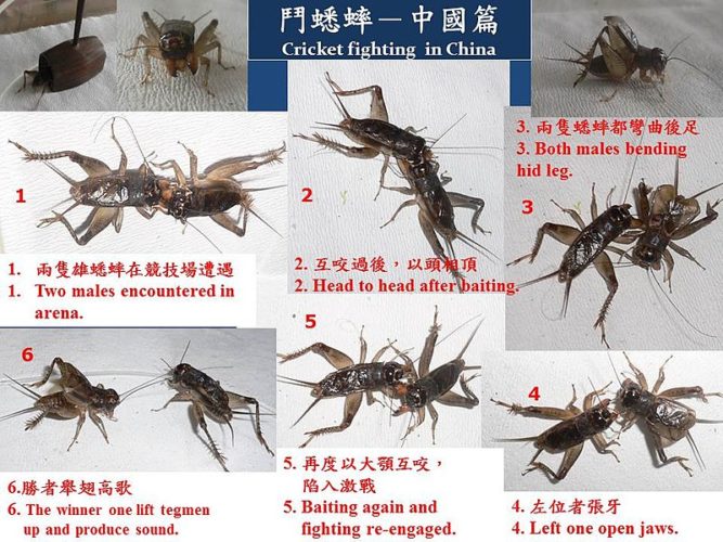 cricket fighting, blood sports, Chinese gambling, chinese gambling culture, cricket fighting, fighting crickets, GamingZion.com