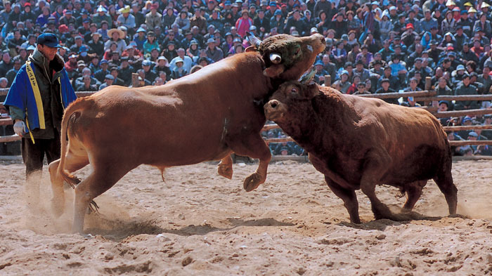  bullfighting in Korea, GamingZion.com, korean bullfight, bet on bullfighting, bullfighting odds, Korean bullfighting, online casinos, online gambling, online sportsbooks, sportsbooks in the US