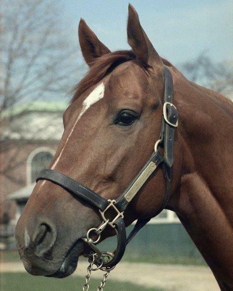  greatest racehorse, greatest racehorse in history, online betting, Secretariat, The Belmont Stakes, triple crown winner, unbeaten horse, racing record