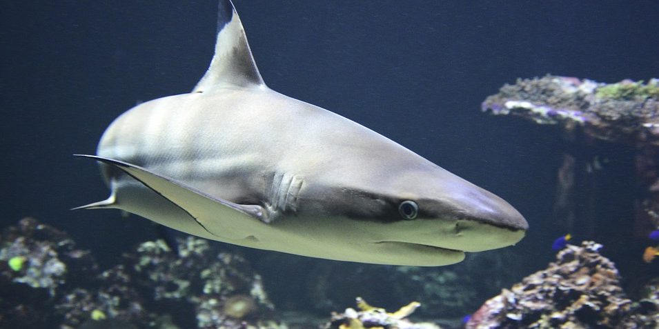  odds of a shark attack, shark attack, attacked by shark, shark, online betting, Gamingzion.com, online sports books, ways to die, eaten by shark, shark bite