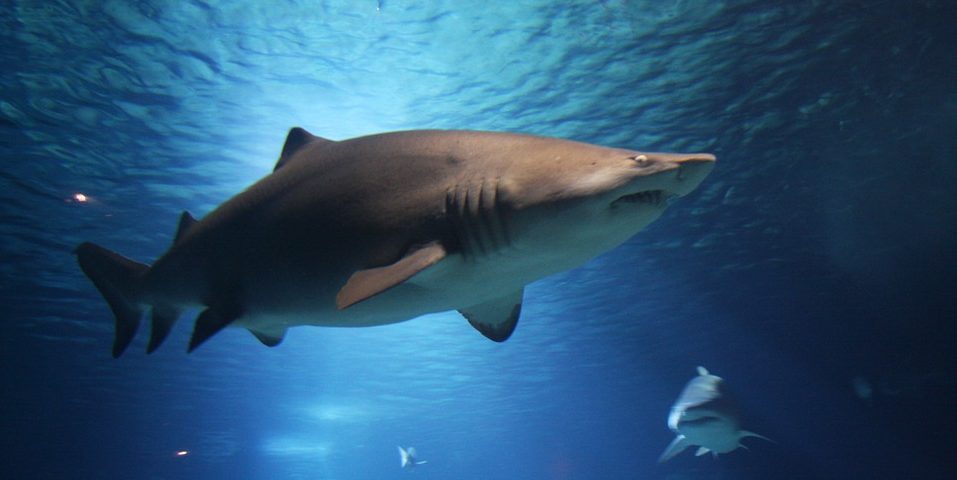  odds of a shark attack, shark attack, attacked by shark, shark, online betting, Gamingzion.com, ways to die, eaten by shark, shark bite