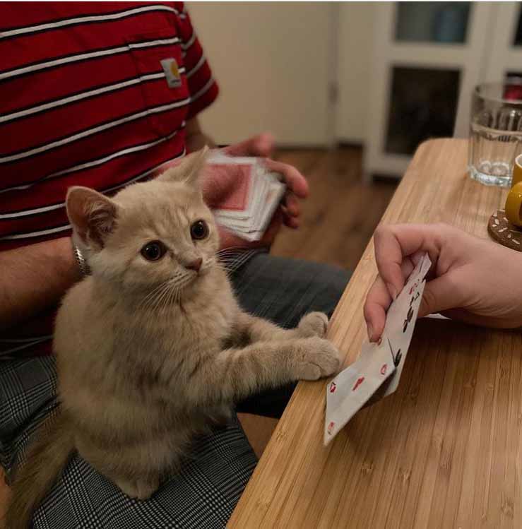 cats playing poker